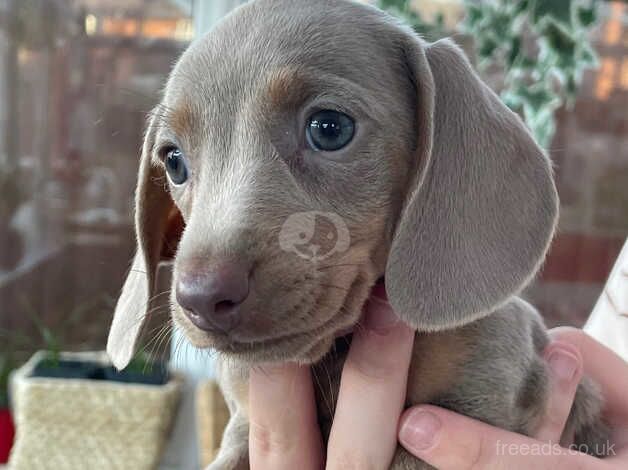 Dachshunds looking new home for sale in Doncaster, South Yorkshire