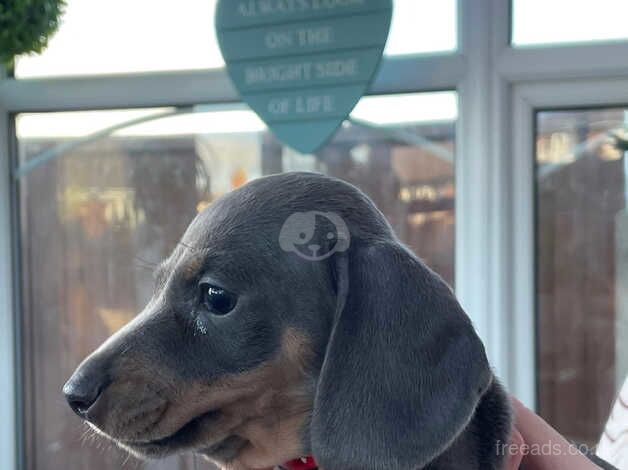 Dachshunds for sale in Doncaster, South Yorkshire