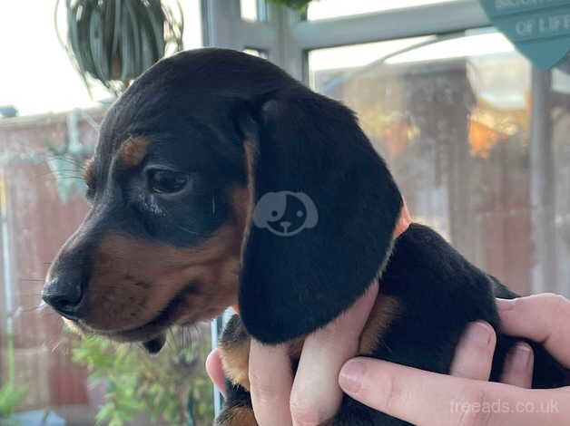 Dachshund Puppies for sale in South Yorkshire