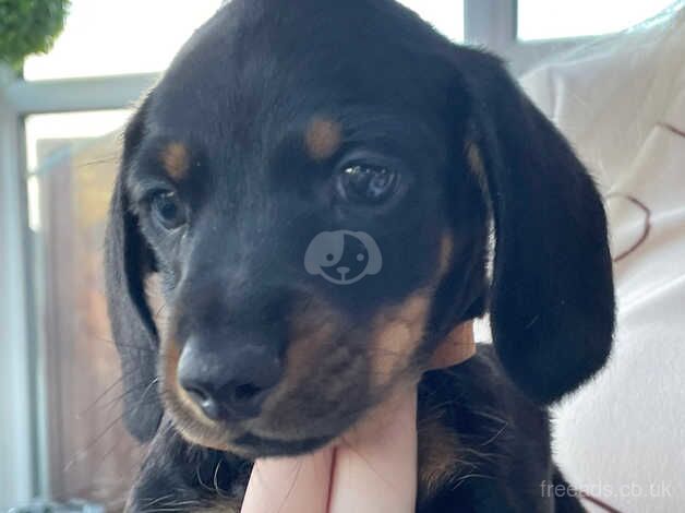 Dachshund Puppies for sale