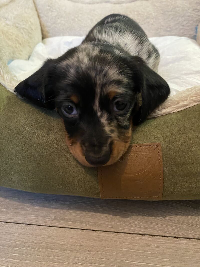 Dachshunds puppies for sale in Norwich, Norfolk - Image 1