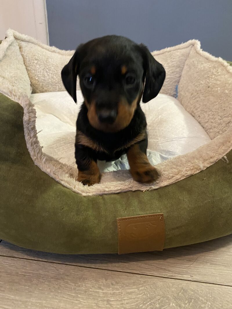 Dachshunds puppies for sale in Norwich, Norfolk - Image 2