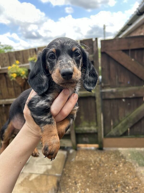 Dachshund Puppies for sale in Norfolk