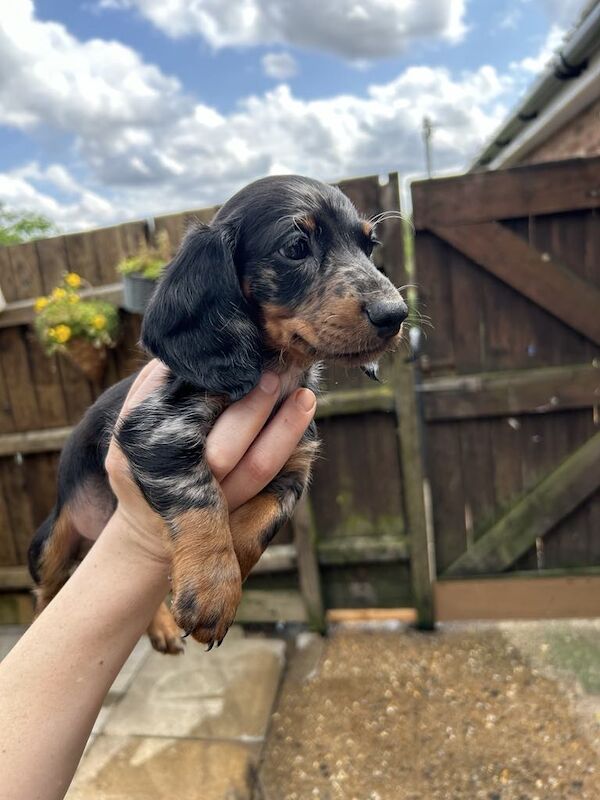 Dachshund Puppies for sale