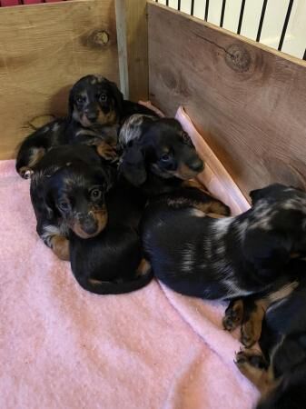 Dachshunds puppies for sale ready now for sale in Norwich, Norfolk - Image 1