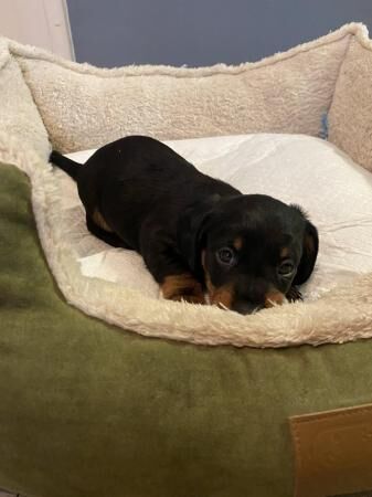 Dachshunds puppies for sale ready now for sale in Norwich, Norfolk - Image 3