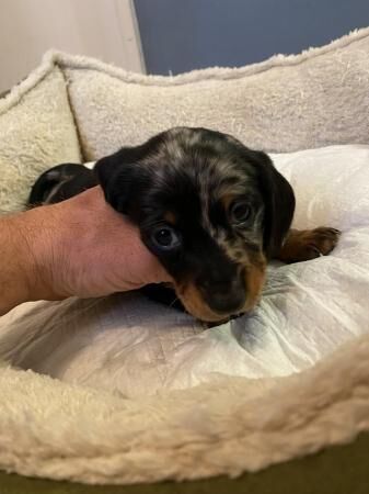 Dachshunds puppies for sale ready now for sale in Norwich, Norfolk - Image 4