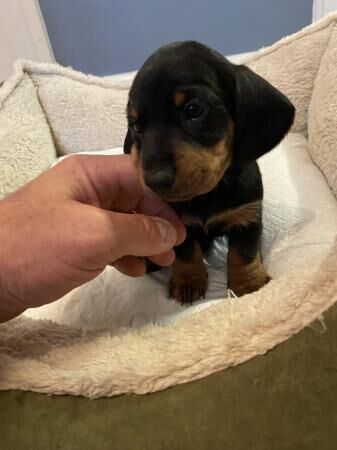 Dachshunds puppies for sale ready now for sale in Norwich, Norfolk - Image 5