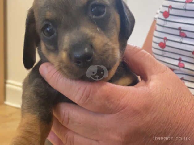 Dachshunds puppies for sale in Ottery St Mary, Devon