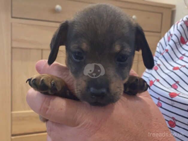 Dachshunds puppies for sale in Ottery St Mary, Devon - Image 3