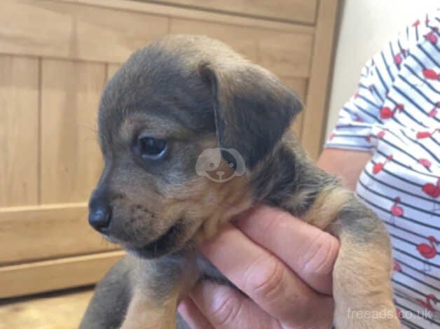 Dachshunds puppies for sale in Ottery St Mary, Devon - Image 4