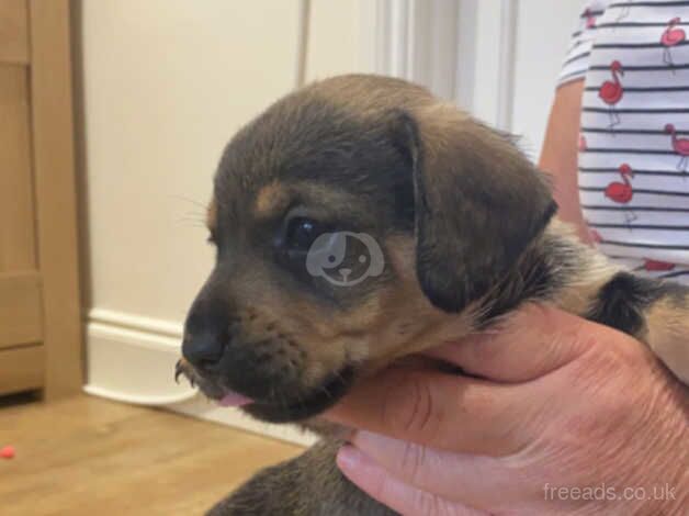 Dachshunds puppies for sale in Ottery St Mary, Devon - Image 5