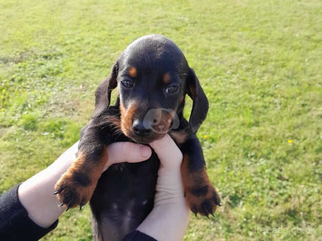 Dachshunds puppies for sale in Taunton, Somerset