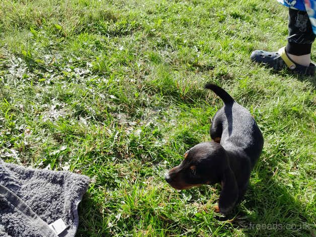 Dachshunds for sale in Taunton, Somerset