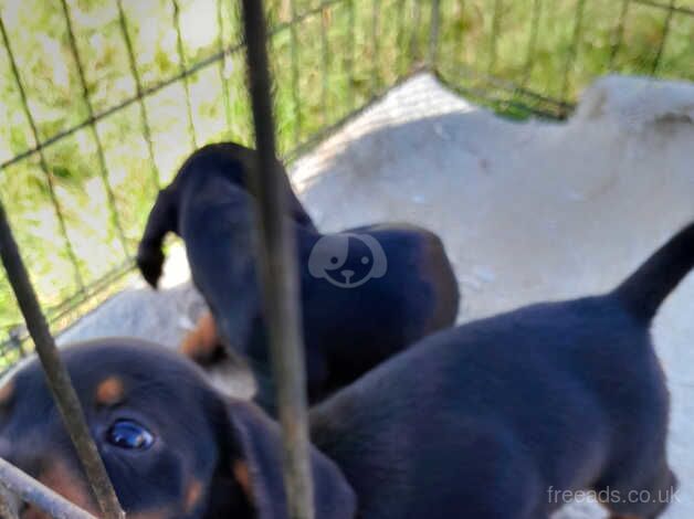 Dachshund Puppies for sale in Somerset