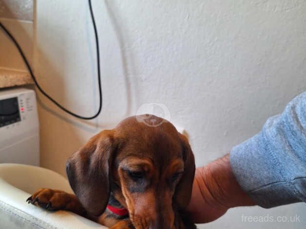 Dachshunds puppy's for sale in Lowestoft, Suffolk