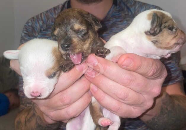 Dachshunds x border terrier for sale in Norwich, Norfolk - Image 5