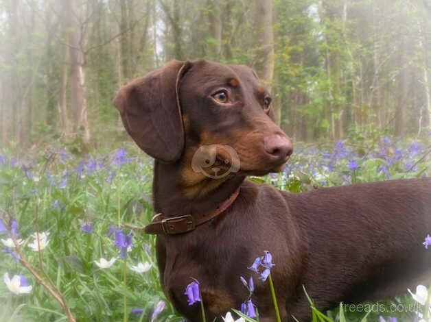 Dachsund female for sale in York, North Yorkshire