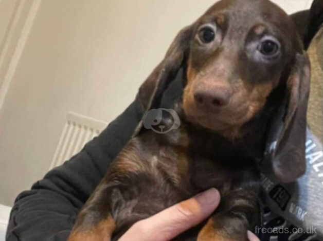 Dachsunds puppies for sale in Salford, Greater Manchester