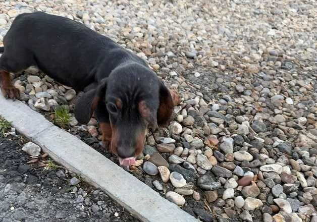 Dachund puppy for sale in Hackney, Hackney, Greater London