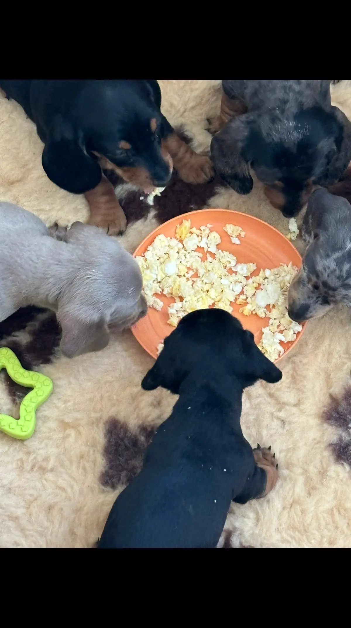 Dacshund puppies for sale in London, Greater London