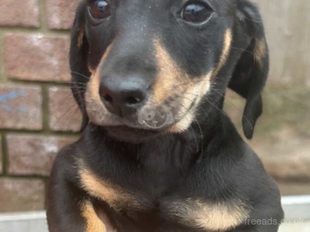 Dahsaund puppies for sale in Widnes, Cheshire - Image 1