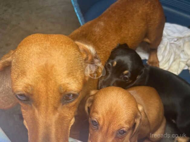 Dahsaund puppies for sale in Widnes, Cheshire - Image 3