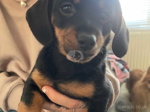 Dachshunds for sale in Waltham Abbey, Essex