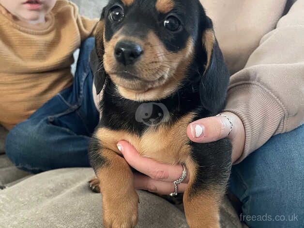 Dachshund Puppies for sale in Essex