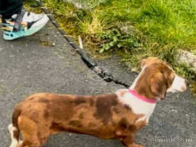 Dapple dachsbunds girls sisters for sale in Bangor, North Down - Image 3