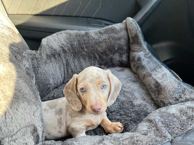 Dapple dachshund boy 8 weeks for sale in Bristol