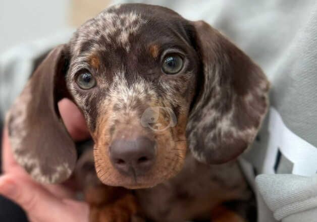 Dapple Dachshund - boy for sale in Greenwich, Greenwich, Greater London