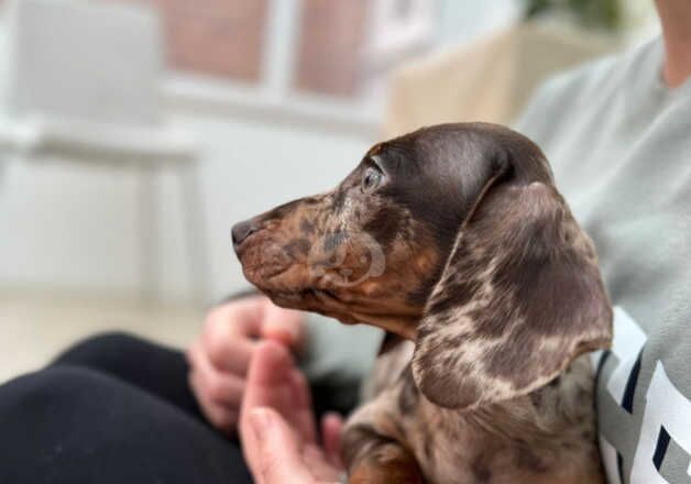 Dachshunds for sale in Greenwich, Greenwich, Greater London