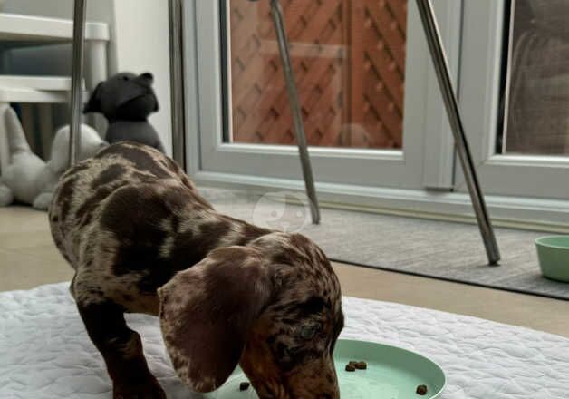 Dapple Dachshund - boy for sale in Greenwich, Greenwich, Greater London - Image 3