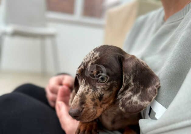 Dapple Dachshund - boy for sale in Greenwich, Greenwich, Greater London - Image 4