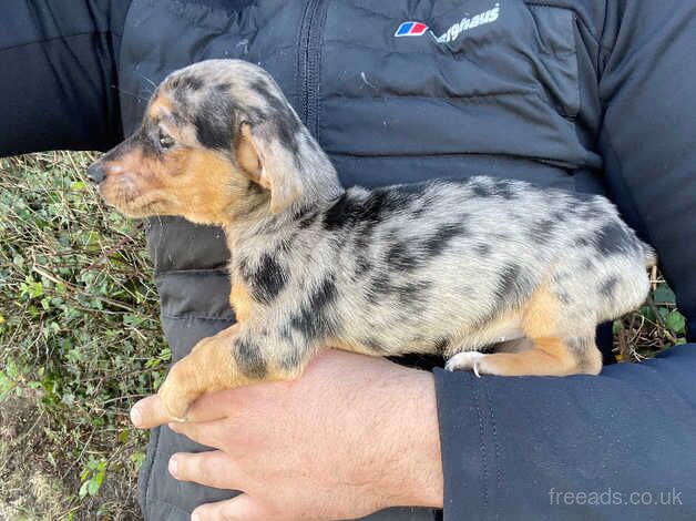 Dapple female miniature dachshund x puppy for sale in Armagh