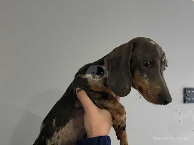 Dapple male dachshunds for sale in Havant, Hampshire