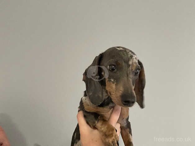 Dapple male dachshunds for sale in Havant, Hampshire - Image 2