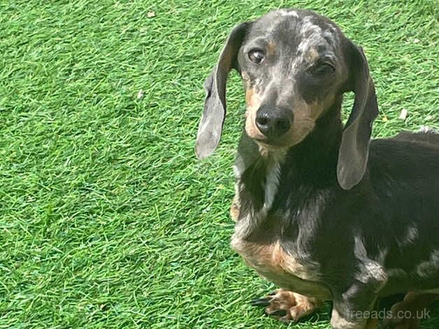 Dapple male dachshunds for sale in Havant, Hampshire - Image 3