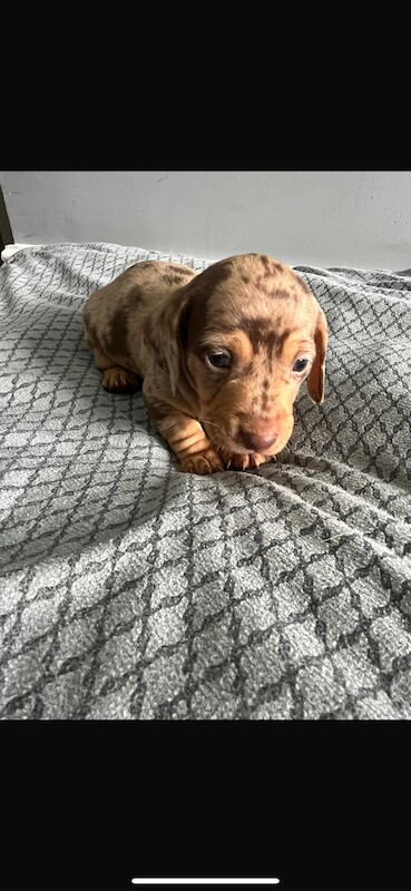Dapple miniature dachshunds for sale in Bolton, Greater Manchester