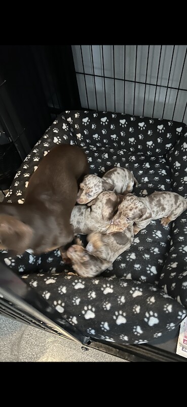 Miniature Dachshunds for sale in Bolton, Greater Manchester