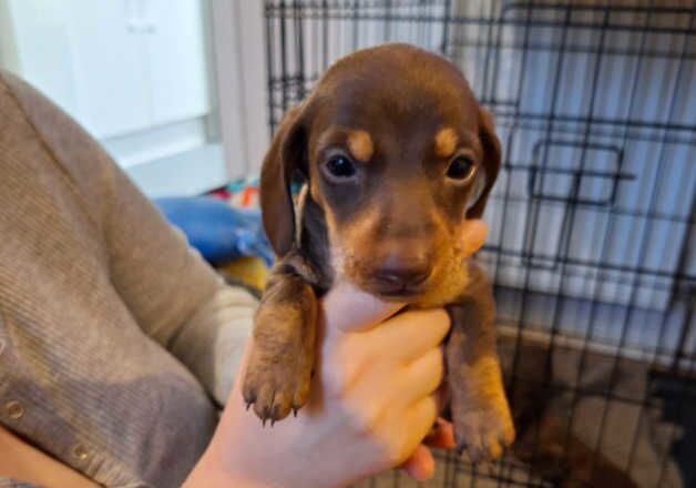 Dapple Miniature dachshunds/ chocolate and tanned miniature dachshunds for sale in St Albans, Hertfordshire - Image 3