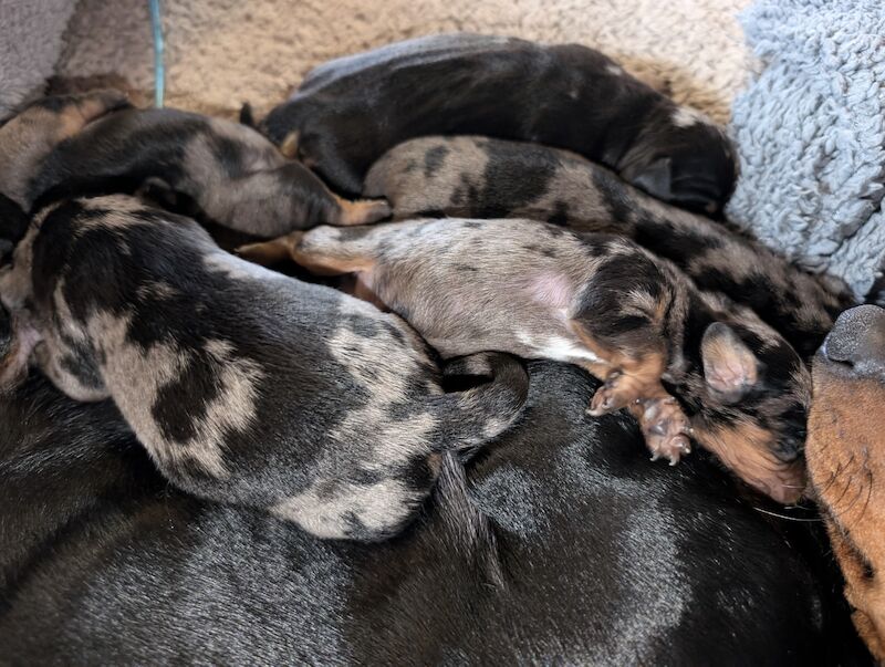 Dappled Dachshund puppies for sale in Cragg Vale, West Yorkshire