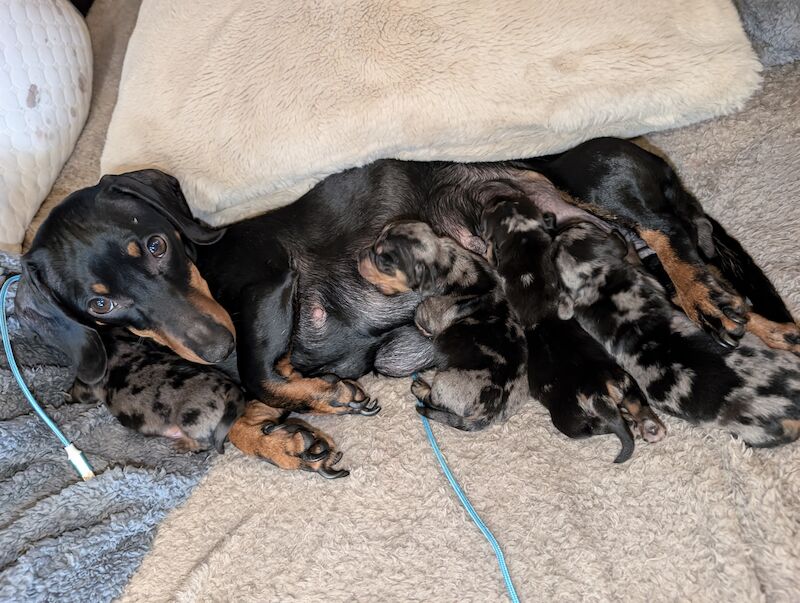 Dappled Dachshund puppies for sale in Cragg Vale, West Yorkshire - Image 2