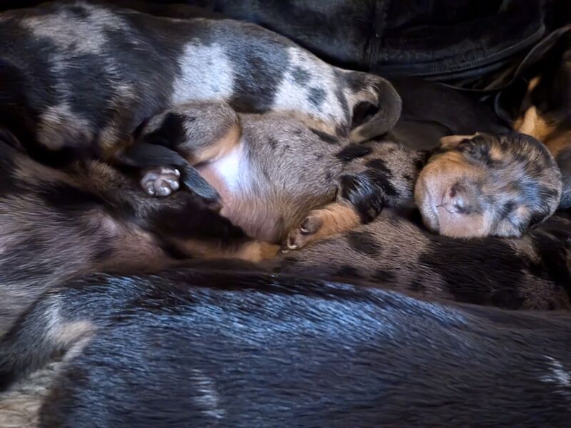 Dappled Dachshund puppies for sale in Cragg Vale, West Yorkshire - Image 3