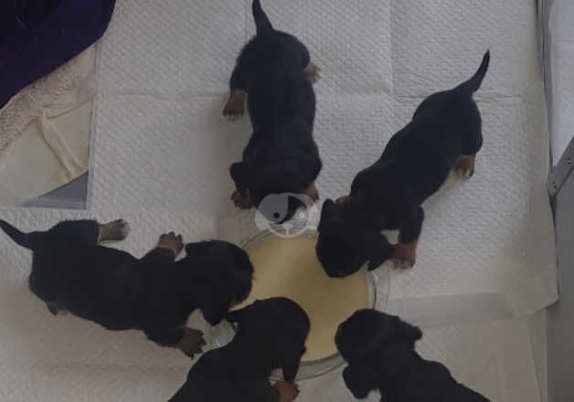 Daschion Puppies for Sale in Merthyr Tydfil, Merthyr Tydfil - Image 2