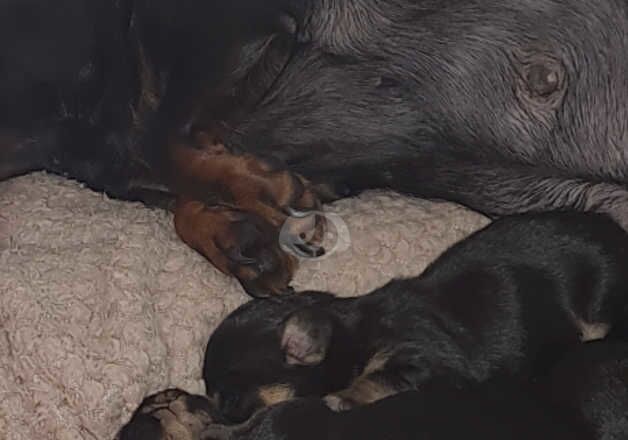 Daschion Puppies for Sale in Merthyr Tydfil, Merthyr Tydfil - Image 3