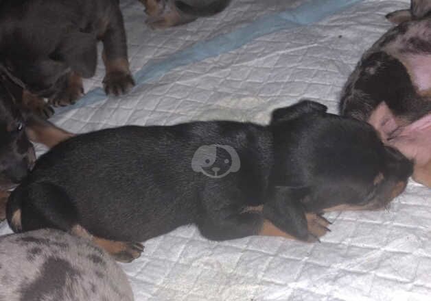 Dachshund Puppies for sale