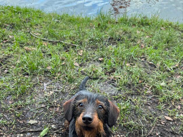 Daschund cross Yorkshire Terrier for sale in Hemel Hempstead, Hertfordshire