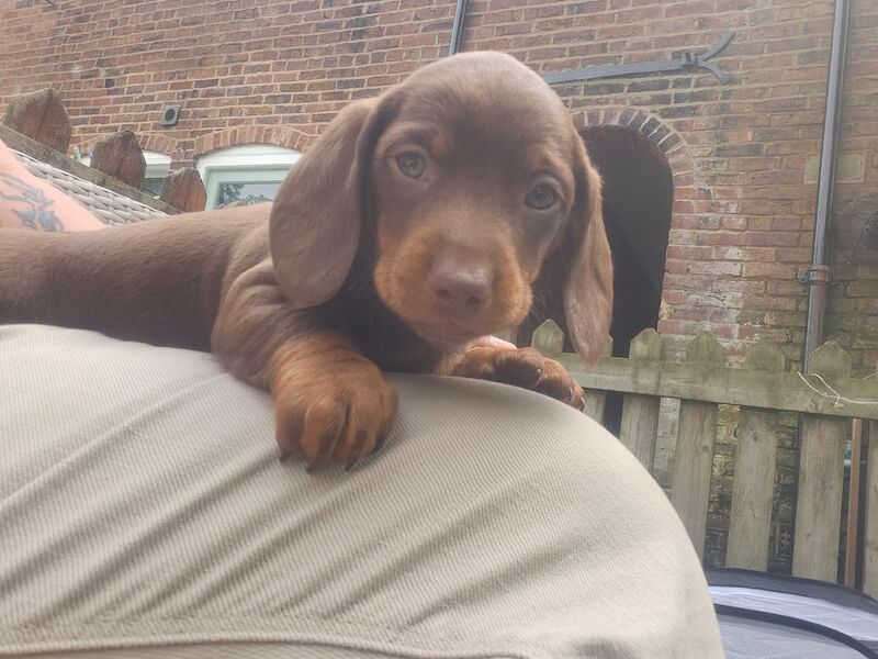 Daschund puppies for sale in Bewdley, Worcestershire